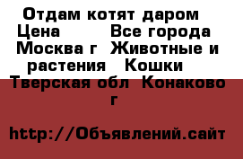 Отдам котят даром › Цена ­ 10 - Все города, Москва г. Животные и растения » Кошки   . Тверская обл.,Конаково г.